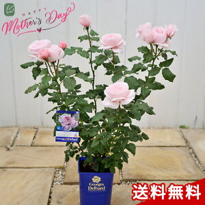 薔薇 鉢植え Diy 工具の人気商品 通販 価格比較 価格 Com