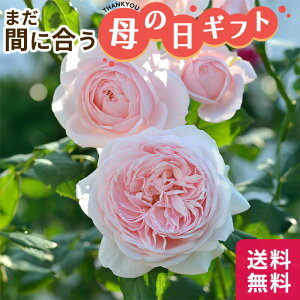 生花 母の日ギフト 鉢植えの通販 価格比較 価格 Com 生花 母の日ギフト 鉢植えの通販 価格比較 価格 Com