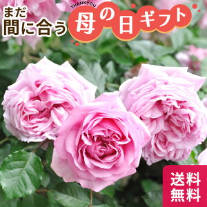 薔薇 鉢植え プレゼントの人気商品 通販 価格比較 価格 Com 薔薇 鉢植え プレゼントの人気商品 通販 価格比較 価格 Com