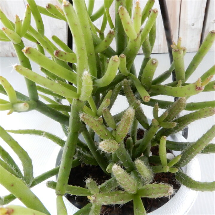 楽天市場 多肉植物 リプサリス ヘテロクラダ 3号鉢 吊り鉢 観葉植物 インテリア おしゃれ フラワーネット 日本花キ流通
