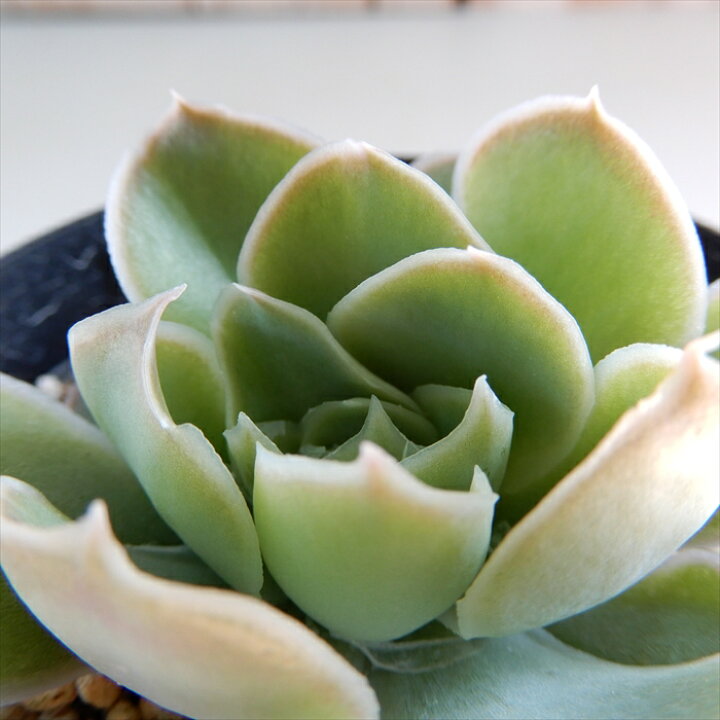 楽天市場 多肉植物 Skエケベリア サンタバーバラ 多肉植物 エケベリア 7 5cmポット フラワーネット 日本花キ流通 楽天市場 多肉植物 Skエケベリア サンタバーバラ 多肉植物 エケベリア 7 5cmポット フラワーネット 日本花キ流通