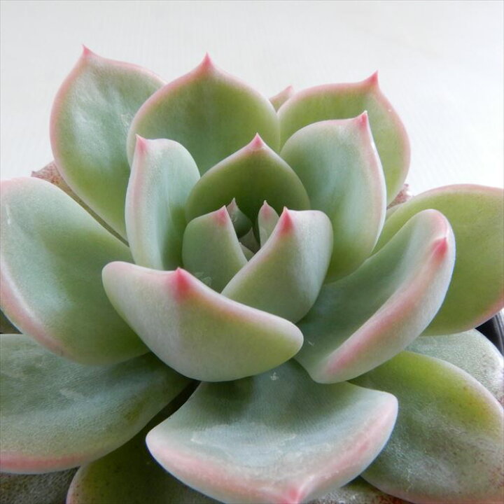 楽天市場】多肉植物 hmエケベリア マリア 多肉植物 エケベリア 6cm  