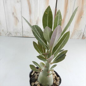 楽天市場 アデニウム 植物の種類サボテン の通販
