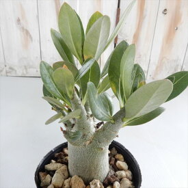 楽天市場 アデニウム 植物の種類サボテン の通販