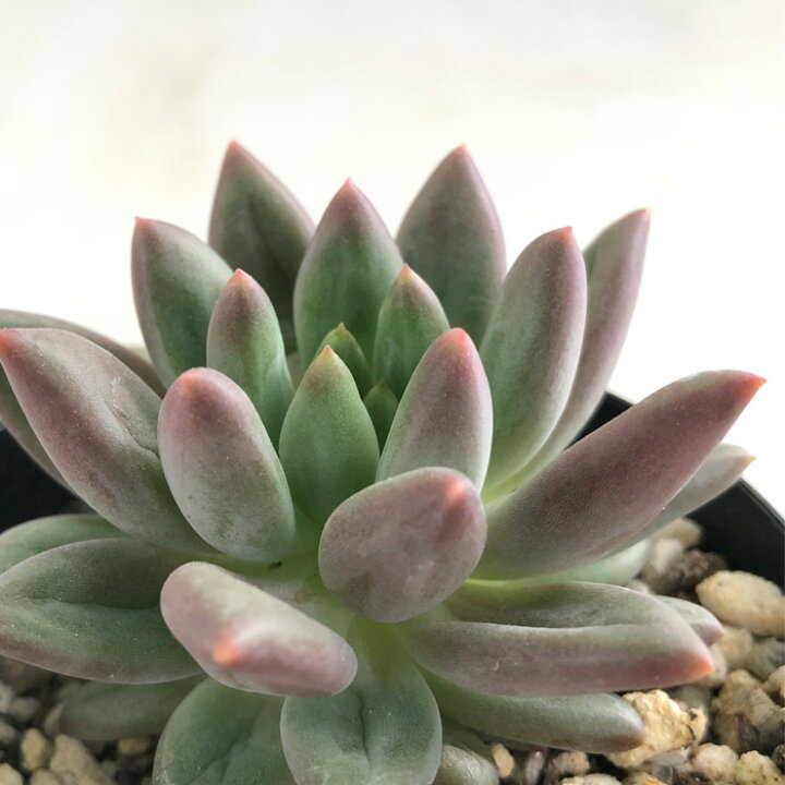 楽天市場】多肉植物 skパキベリア エンジェルスフィンガーレッド 多肉 