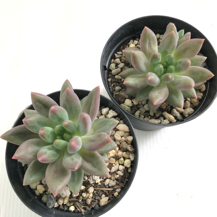 楽天市場】多肉植物 skパキベリア エンジェルスフィンガーレッド 多肉 