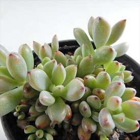 多肉植物 hmグラプトペタルム ブラックベリー 多肉植物 グラプトペタルム 6cmポット