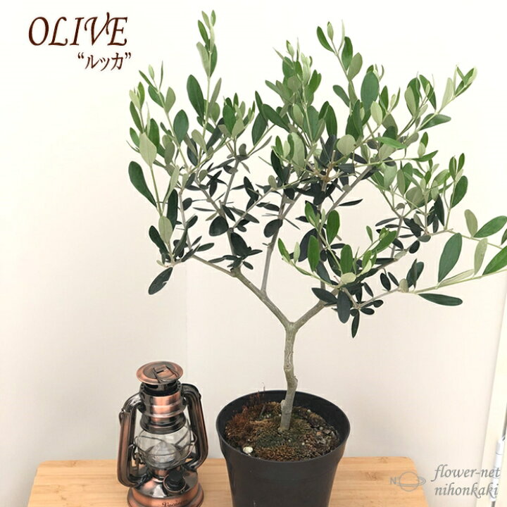 楽天市場】観葉植物 オリーブ ルッカ 5号鉢 送料無料 鉢植え 観葉植物 