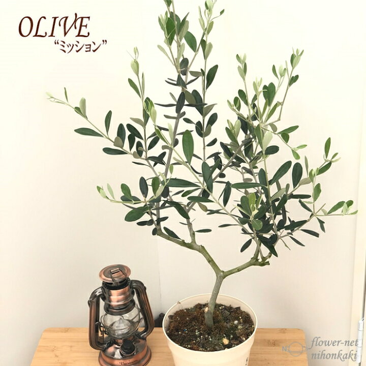 楽天市場】観葉植物 オリーブ ミッション 5号鉢 送料無料 鉢植え 観葉 