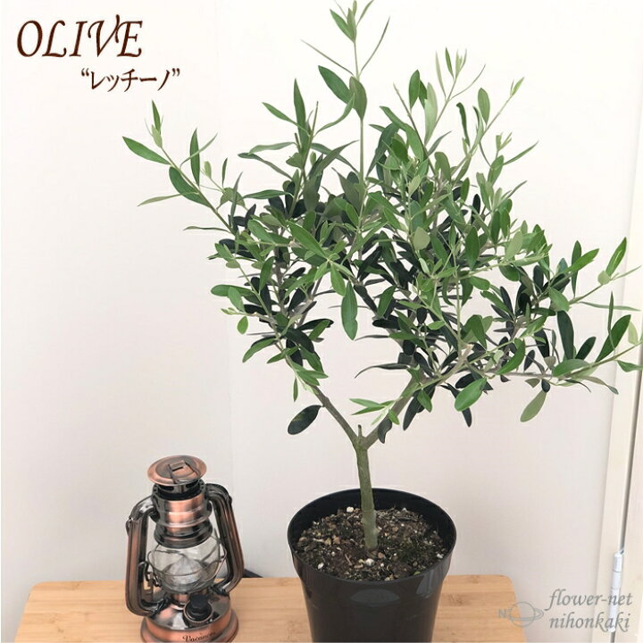 楽天市場】観葉植物 オリーブ レッチーノ 5号鉢 送料無料 鉢植え 観葉 