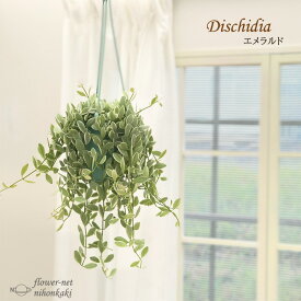 ディスキディア エメラルド 3.5号吊り鉢 苗 斑入り 送料無料 観葉植物 インテリア おしゃれ