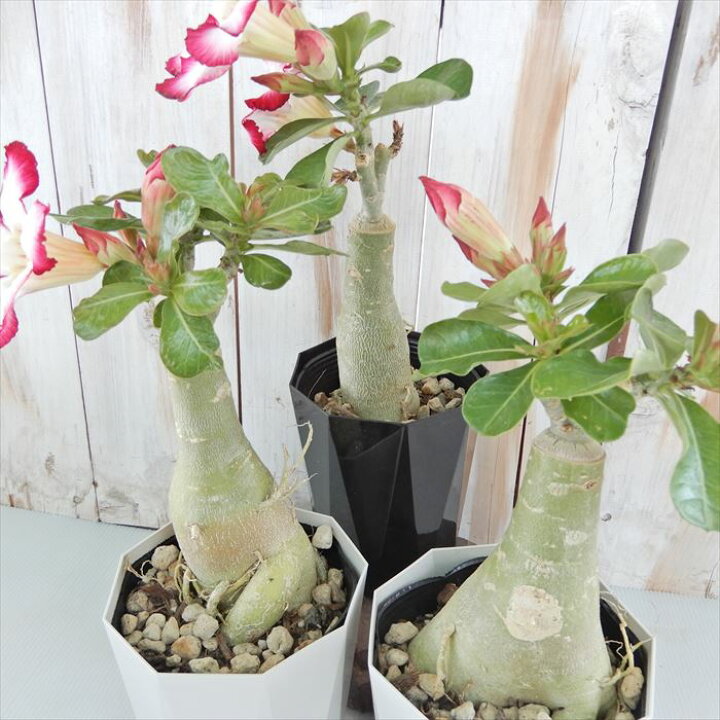 楽天市場 多肉植物 Caコーデックス アデニウム オベスム ポセイドン 4号鉢 塊根植物 砂漠のバラ フラワーネット 日本花キ流通