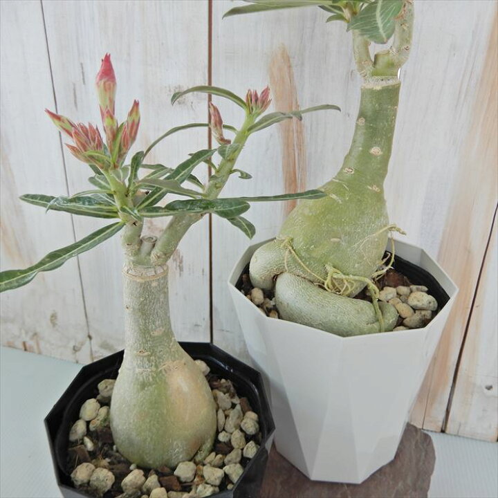 楽天市場 多肉植物 Caコーデックス 八重咲きアデニウム オベスム アイリーン 4号鉢 塊根植物 天空のバラ フラワーネット 日本花キ流通