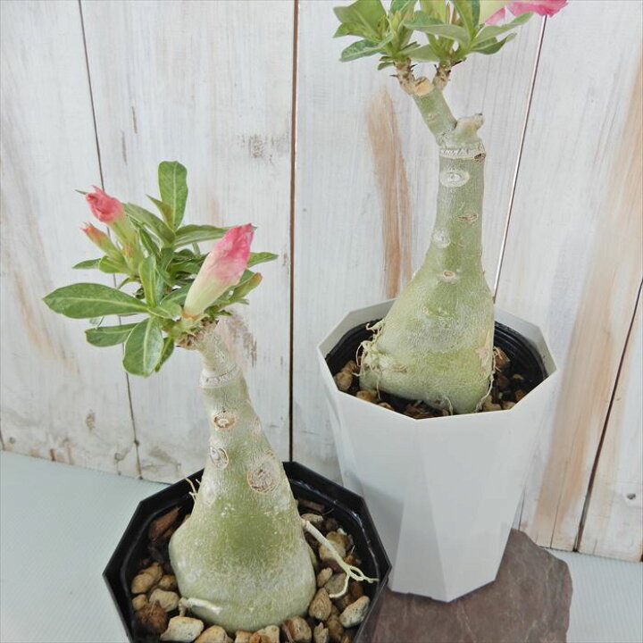 楽天市場 多肉植物 Caコーデックス 八重咲きアデニウム オベスム トリプル ハッサディ 4号鉢 塊根植物 天空のバラ フラワーネット 日本花キ流通