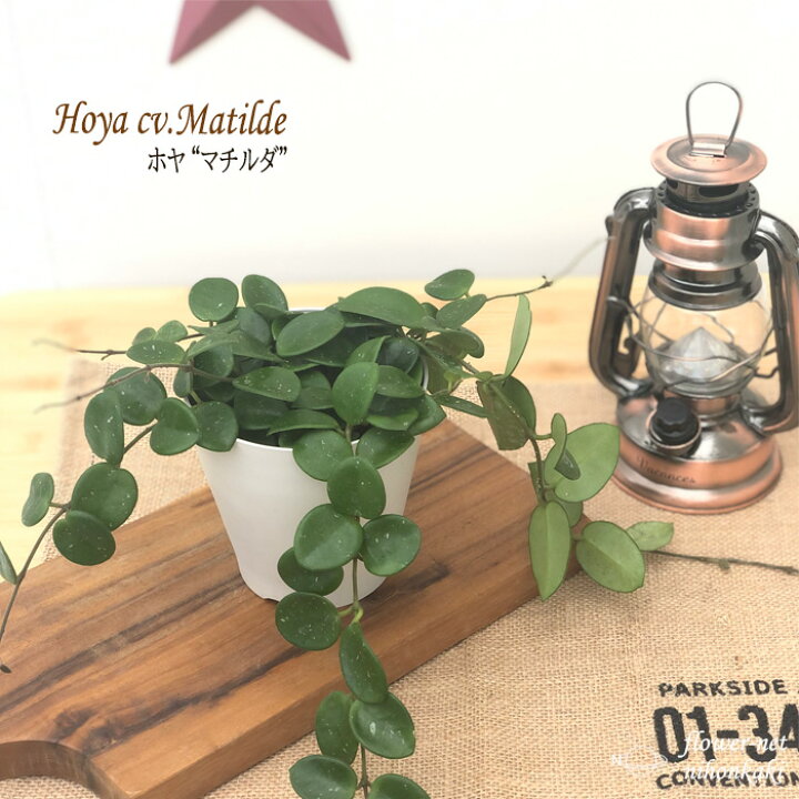 楽天市場 ホヤ マチルダ カルノーサ セルペンス 4号鉢 サクララン 観葉植物 インテリア おしゃれ フラワーネット 日本花キ流通