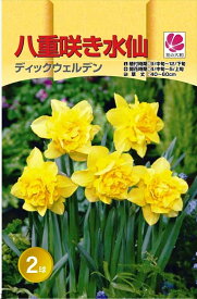 楽天市場 水仙 八重の通販