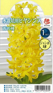 球根 ヒヤシンス 水栽培の人気商品 通販 価格比較 価格 Com
