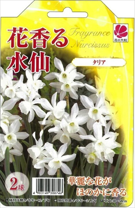 楽天市場 予約販売 花の大和 球根 水仙 花香る水仙 タリア 2球 10月中旬以降発送 フラワーネット 日本花キ流通