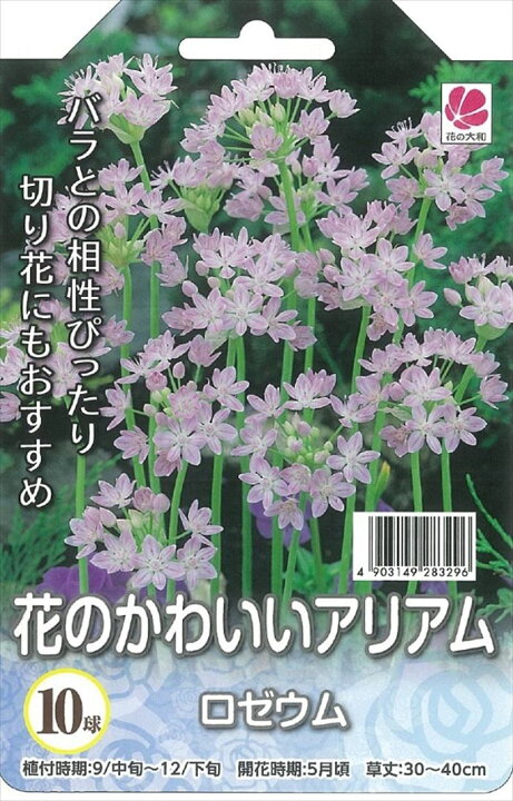 楽天市場 予約販売 花の大和 球根 花のかわいいアリアム ロゼウム 10球 10月中旬以降発送 フラワーネット 日本花キ流通