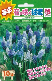 楽天市場 ムスカリ 品種の通販