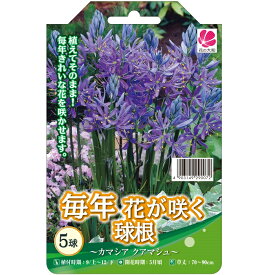 楽天市場 毎年 咲く 花の通販