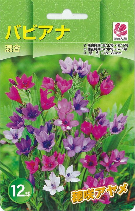 楽天市場 予約販売 花の大和 球根 秋植え球根バラエティ バビアナ混合 12球 10月中旬以降発送 フラワーネット 日本花キ流通