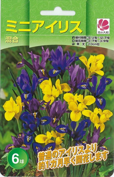 楽天市場 予約販売 花の大和 球根 秋植え球根バラエティ ミニアイリス混合 6球 10月中旬以降発送 フラワーネット 日本花キ流通