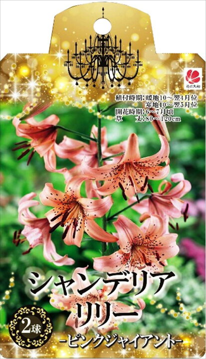 楽天市場】予約販売 花の大和 球根 シャンデリアリリー ピンク 