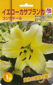 楽天市場 カサブランカ 球根の通販