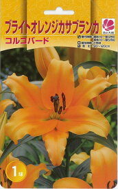 楽天市場 カサブランカ 球根の通販