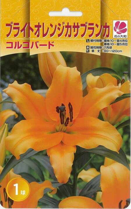 楽天市場 予約販売 花の大和 球根 カサブランカファミリー コルコバード ブライトオレンジカサブランカ 1球 百合 ゆり ユリ フラワーネット 日本花キ流通