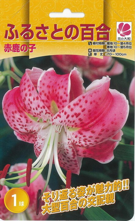 楽天市場 予約販売 花の大和 球根 鹿の子百合 ふるさとの百合 赤鹿の子 1球 百合 ゆり ユリ 10月中旬以降発送 フラワーネット 日本花キ流通