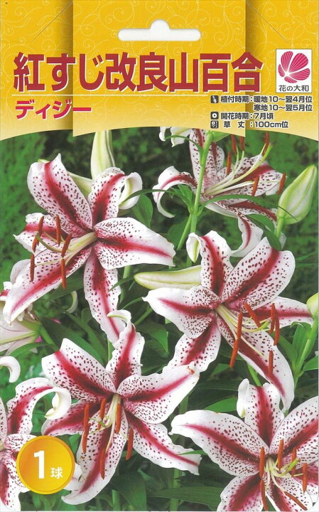 楽天市場】予約販売 花の大和 球根 紅すじ改良 山百合 やまゆり 