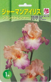 楽天市場 球根 菖蒲の通販 楽天市場 球根 菖蒲の通販