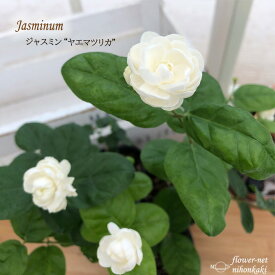 楽天市場 ジャスミン 苗 マツリカの通販