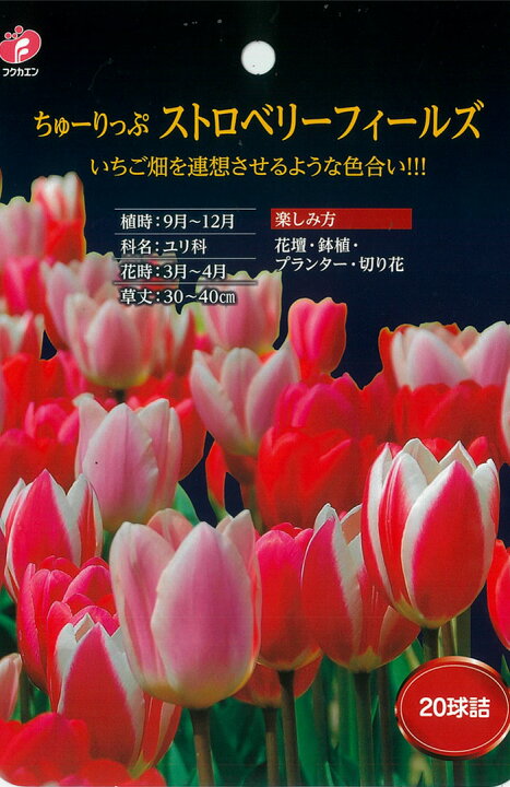 楽天市場 予約販売 福花園 球根 チューリップ ストロベリーフィールズ 16球 Mix ミックス 10月中旬以降発送 フラワーネット 日本花キ流通