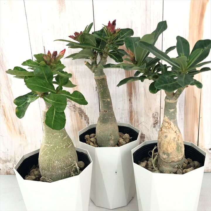 楽天市場 多肉植物 Caコーデックス アデニウム オベスム ウドムサップ 4号鉢 塊根植物 砂漠のバラ フラワーネット 日本花キ流通 楽天市場 多肉植物 Caコーデックス アデニウム オベスム ウドムサップ 4号鉢 塊根植物 砂漠のバラ フラワーネット 日本花キ流通