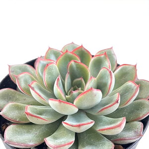 A skGPxA |[[ A GPxA 7.5cm|bg