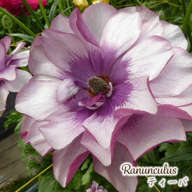 予約販売 ラナンキュラス ラックス 苗 ティーバ 10.5cmポット 宿根草 花苗 ガーデニング 苗 tod 2月上旬以降発送