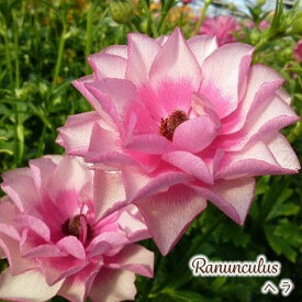 予約販売 ラナンキュラス ラックス 苗 ヘラ 10.5cmポット 宿根草 花苗 ガーデニング 苗 tod 12月上旬以降発送