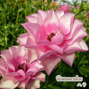 \̔ iLX bNX c w 10.5cm|bg h ԕc K[fjO c tod 12{ȍ~