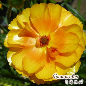 予約販売 ラナンキュラス ラックス 苗 ミネルバ 10.5cmポット 宿根草 花苗 ガーデニング 苗 tod 12月上旬以降発送