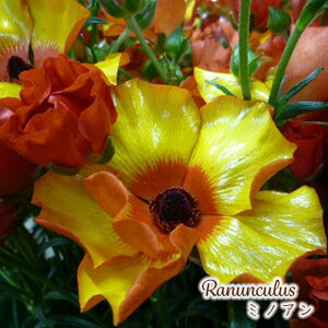 \̔ iLX bNX c ~mA 10.5cm|bg h ԕc K[fjO c tod 12{ȍ~