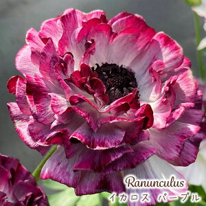 �\��̔� ���i���L�����X �c �C�J���X�p�[�v�� 10.5cm�|�b�g �h���� �ԕc �K�[�f�j���O �c tod 2����{�ȍ~����