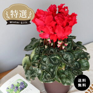 \̔ IVN J[[ XJ[bgT[ 5  ܂_ Ε ~Mtg  Mtg v[g A  mdn 12{ȍ~