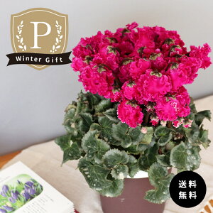 \̔ v~AVN NXs[m }[^ 5  ܂_ Ε ~Mtg  Mtg v[g A  mdn 12{ȍ~