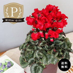 \̔ v~AVN NXs[m bh 5  ܂_ Ε ~Mtg  Mtg v[g A  mdn 12{ȍ~