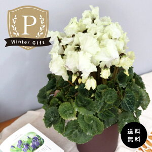 \̔ v~AVN S[hC~l[V 5  ܂_ Ε ~Mtg v[g A  mdn 12{ȍ~