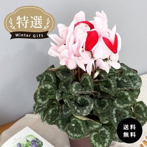 \̔ IVN Xm[NC[ 5  ܂_ Ε ~Mtg  Mtg v[g A  mdn 12{ȍ~