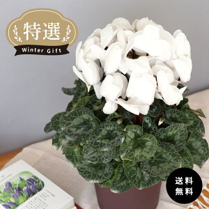 \̔ IVN pXe zCg 5  ܂_ Ε ~Mtg  Mtg v[g A  mdn 12{ȍ~